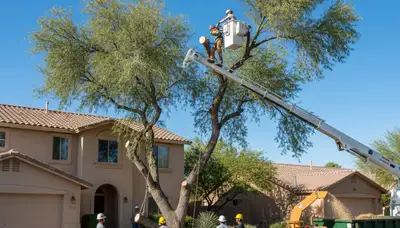 Professional arborists performing safe tree removal with bucket truck in Phoenix, AZ residential area