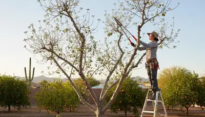 Arborist pruning fruit tree in Phoenix, AZ backyard orchard for healthy growth and tree service care