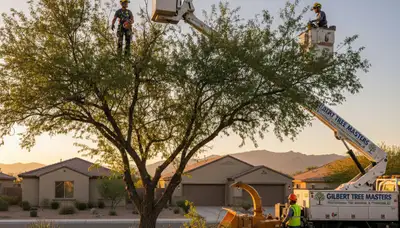 Professional tree removal service in Phoenix AZ by certified arborists