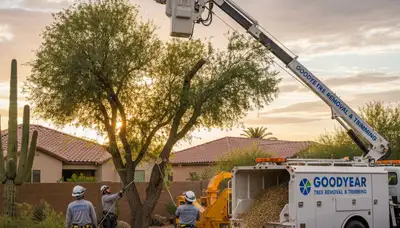 Professional tree removal service in Phoenix AZ safely clearing large oak tree