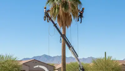 Professional tree removal service in Phoenix AZ by certified arborists