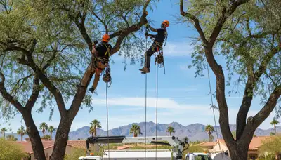 Professional tree removal service in Phoenix AZ by certified arborists
