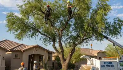 Professional tree removal service in Phoenix AZ by certified arborists