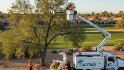 Professional tree removal service in Phoenix AZ by certified arborists
