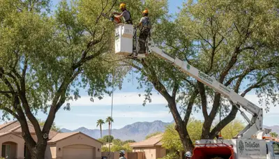 Professional tree removal service in Phoenix AZ by certified arborists