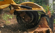 Stump Removal in Phoenix AZ Stump Removal Services in Phoenix AZ