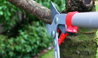 Tree Pruning Services in Phoenix AZ