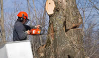 Tree Removal in Phoenix AZ Tree Removal Services in Phoenix AZ