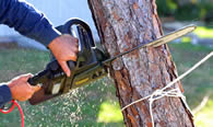 Tree Trimming in Phoenix AZ Tree Trimming Services in Phoenix AZ